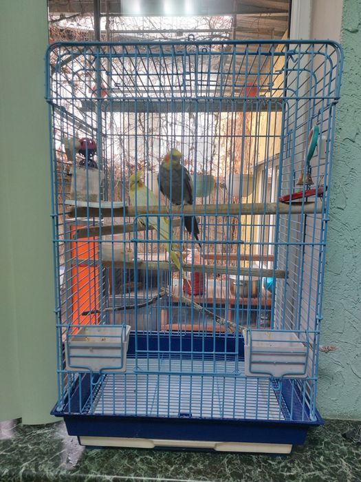 Продам попугаев 2 шт . Корелла ( нимфа)