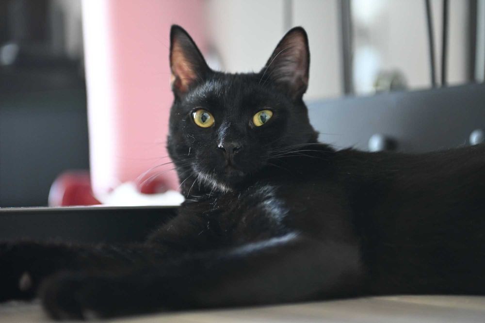 Motanel negru, sterilizat, aproximativ 10 luni — Masi, foarte simpatic