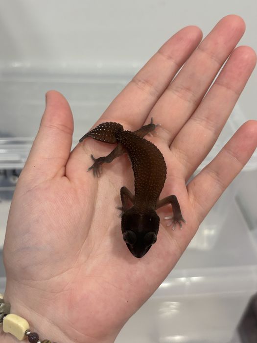 Нефрурус геккон самец