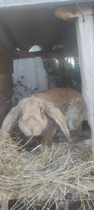 Продам кроликов разных