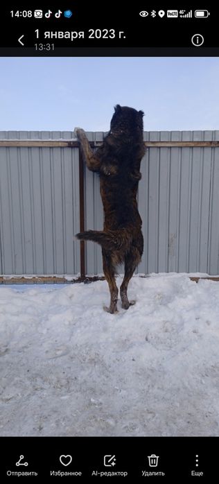 Алабай, супер тяж.