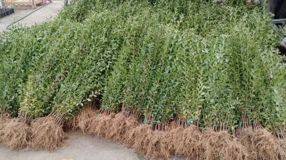Лигуструм на гол корен за жив плет
