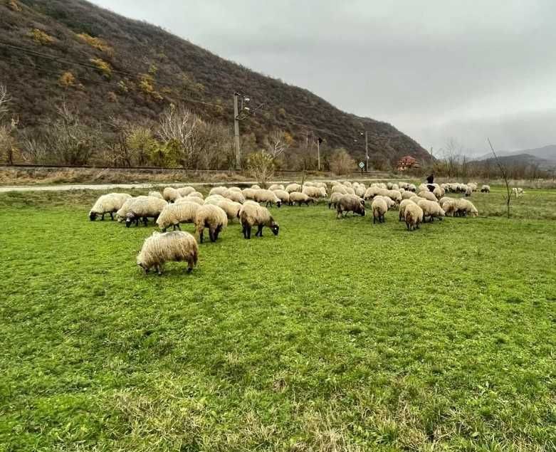 Vand 50 de oi turcane