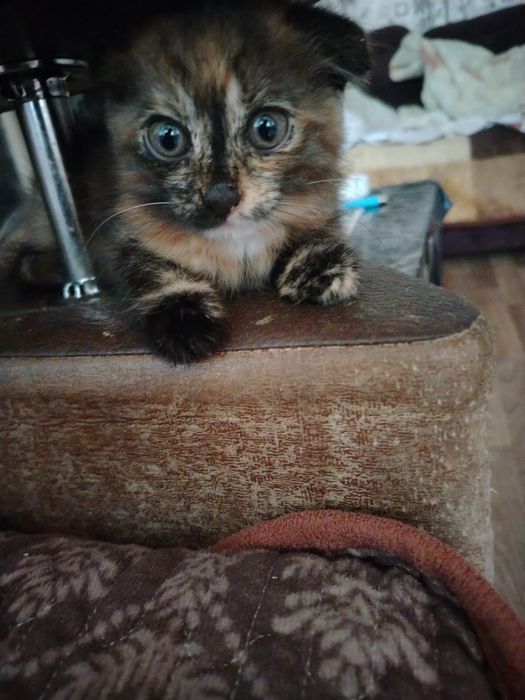 Котята в добрые руки!