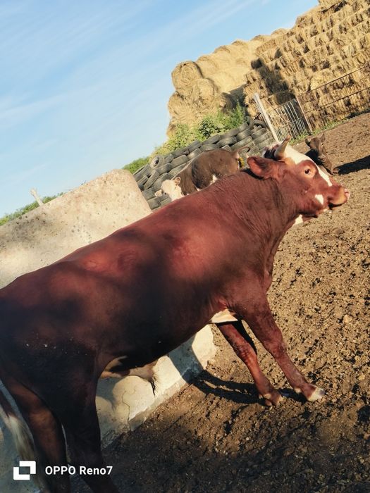 Продам молодняк 17 голов
