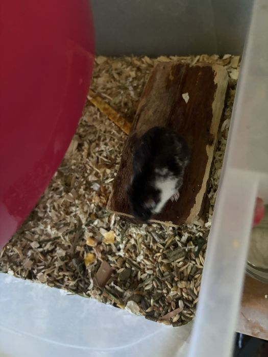 Hamsteri pitici