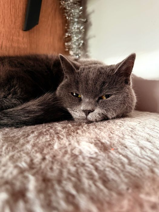 Британска котка на година