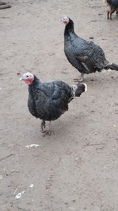 Vând curci capre miei