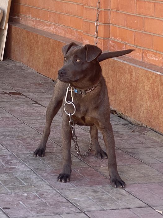 Питбуль Стаффорд