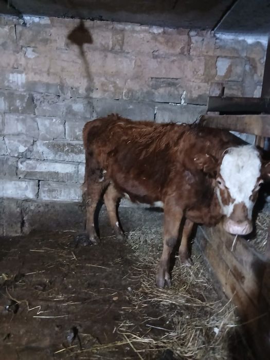 Продам с откорма тёлочек