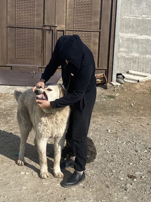 Супертяж 10 ай