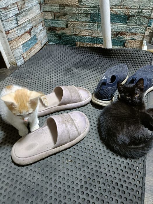 3 котёнка. Ищут дом