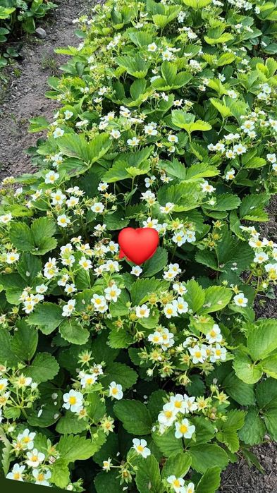 Разсад Ягоди с високо качество и вкус