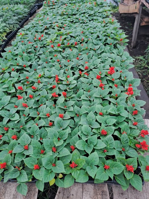 Петуния  продажа 45