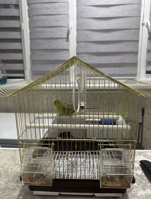 Волнистый попугай хорошый