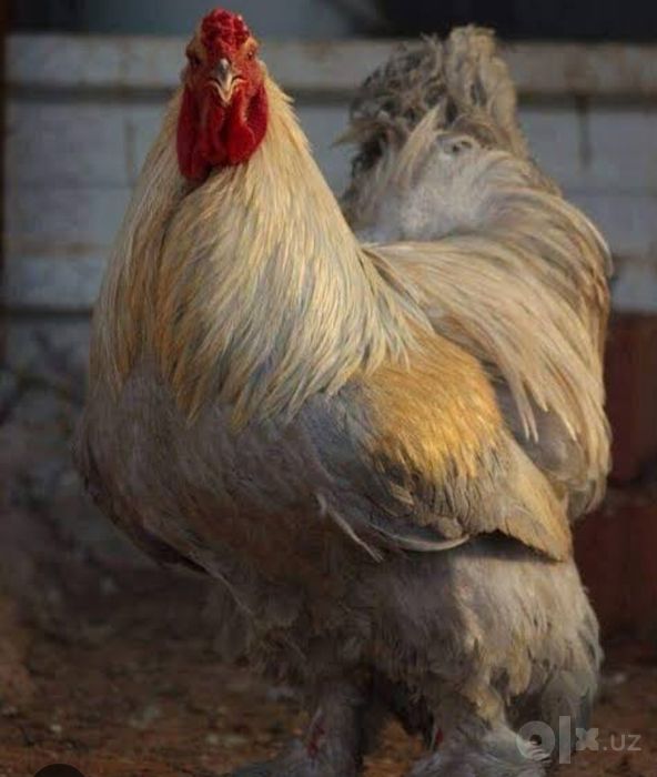 Zotli Brama Ho'rozla Sotiladi