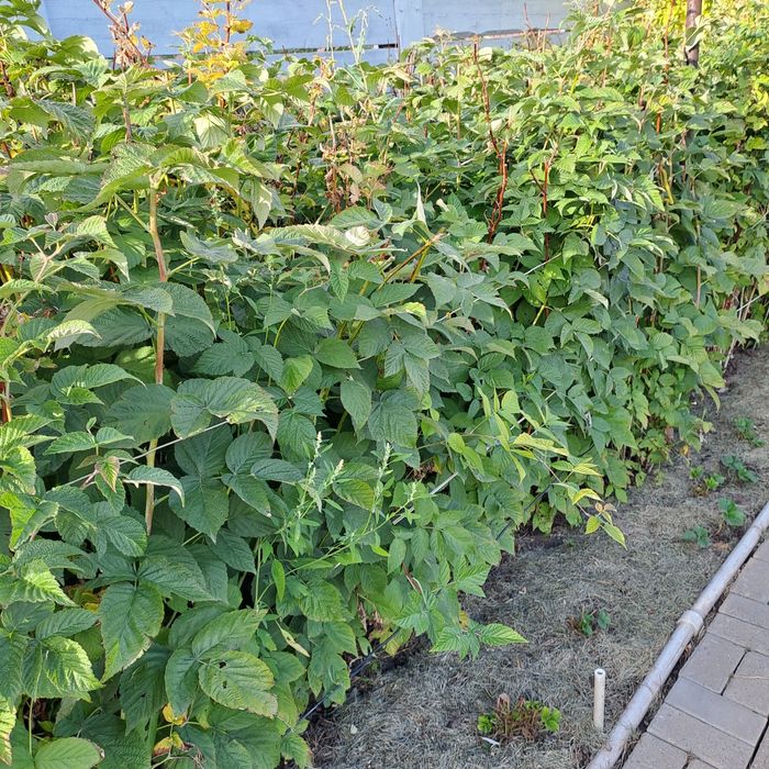 Продам саженцы малины.