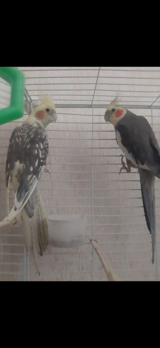 Папугай карелла самец