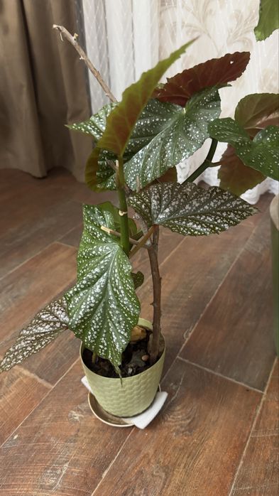 Продаю цветок бегонья