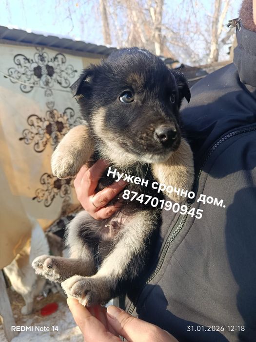 Малыши ищут дом, где их будут любить.