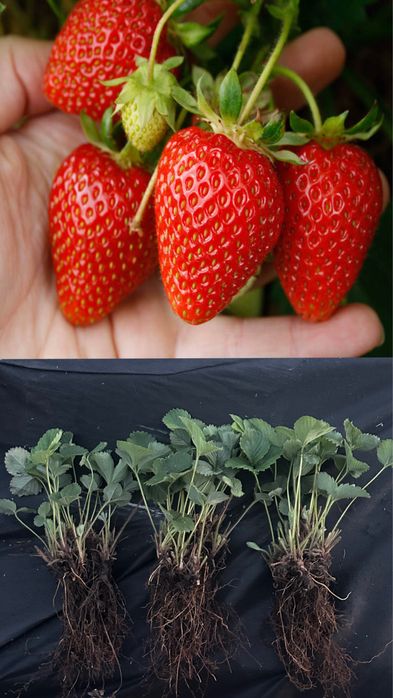 Клубника многоразовая