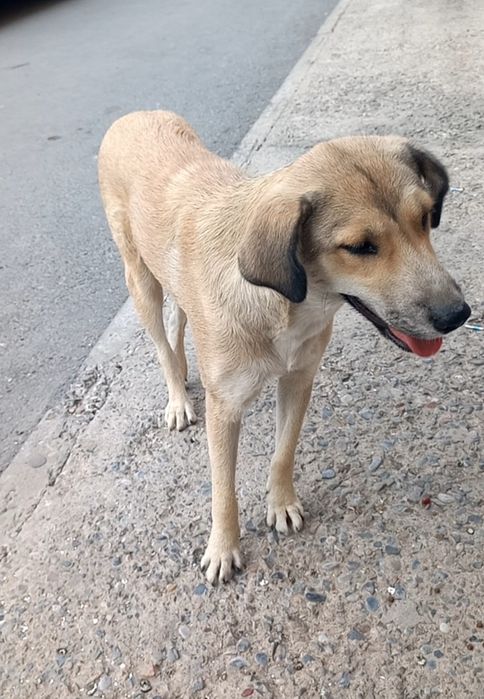 Вислоухая белая кошка