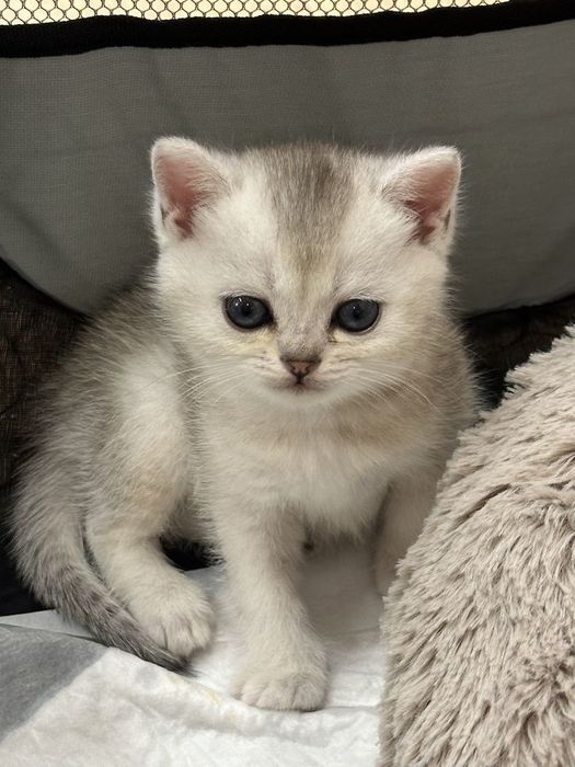 Сүйкімді марғау жаңа үй іздеуде