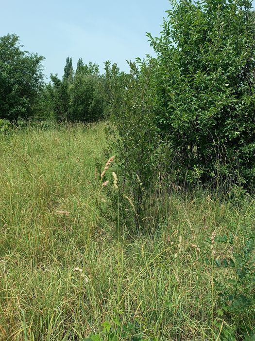 Тёрн кустарник садовый