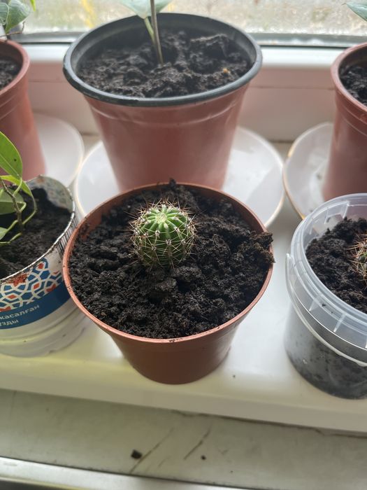 Кактус цветы домашный