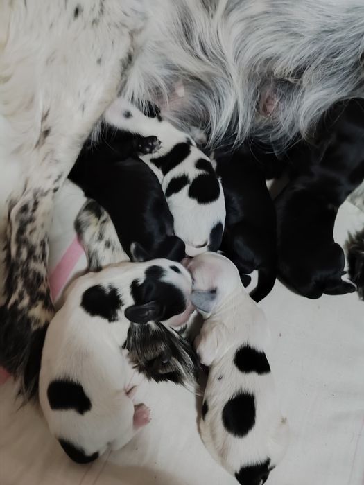 Продам щенят спаниеля родились 14 декабря