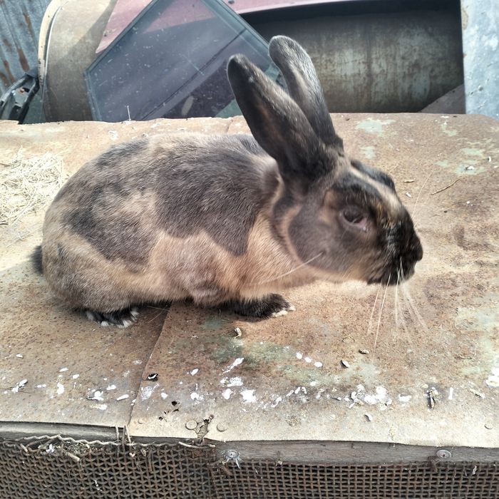 Продам карликового кролика