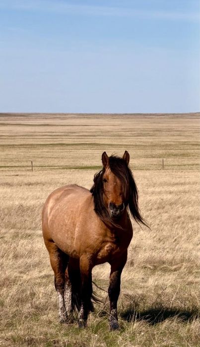 Айгыр сатылады Мугалжар