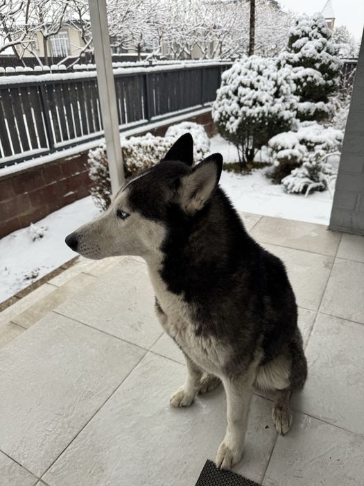 Найдена хаски, кабель