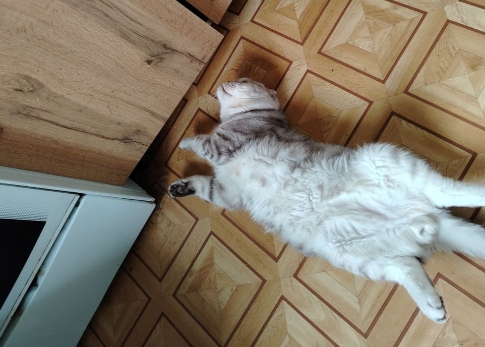 Скоттиш фолд. Вязка