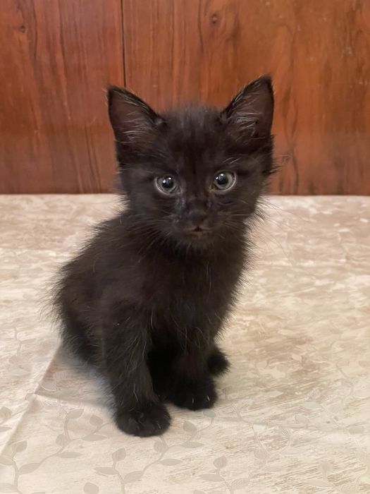 Котенок девочка в добрые руки.