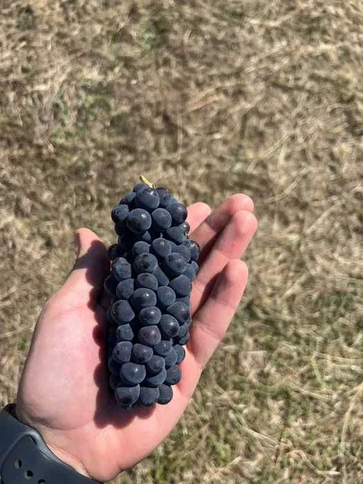 Vand Struguri de VIn