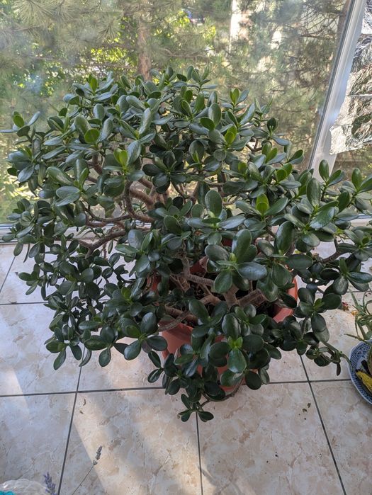 Planta de apartament Crassula Ovata