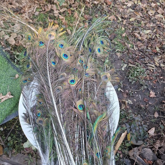 Продам перья павлина!