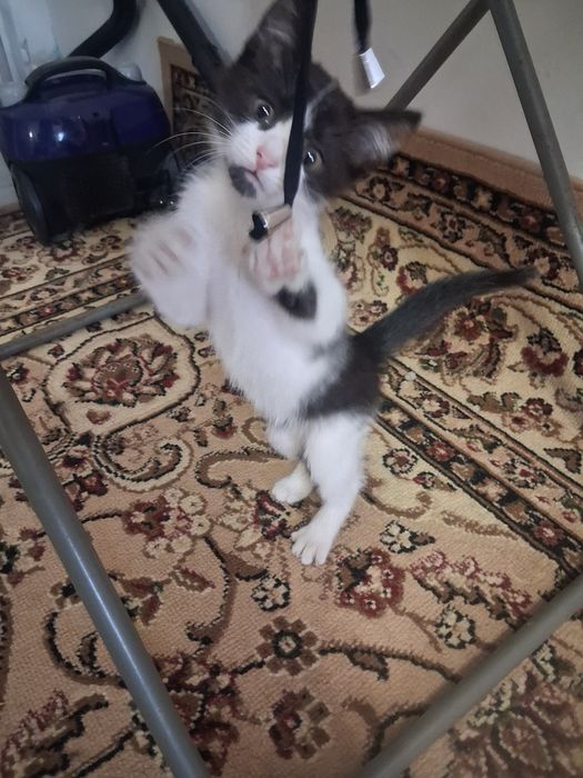 Отдам котёнка в добрые руки