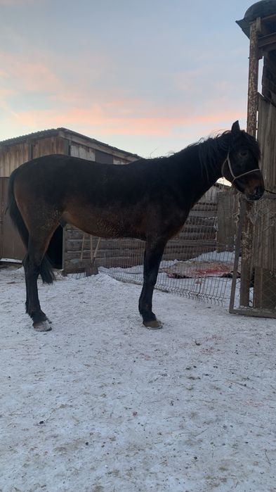 Продам жеребец, айғыр сатамын