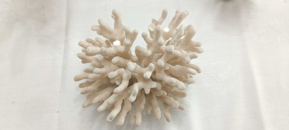 Coral decorativ coral marin