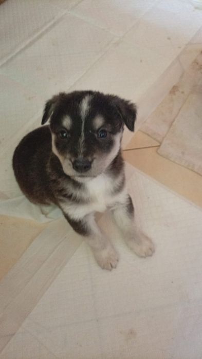 Собачки ищут дом!