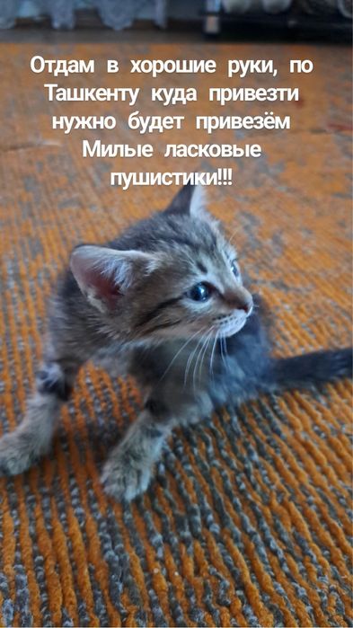 Отдам в хорошие руки котят
