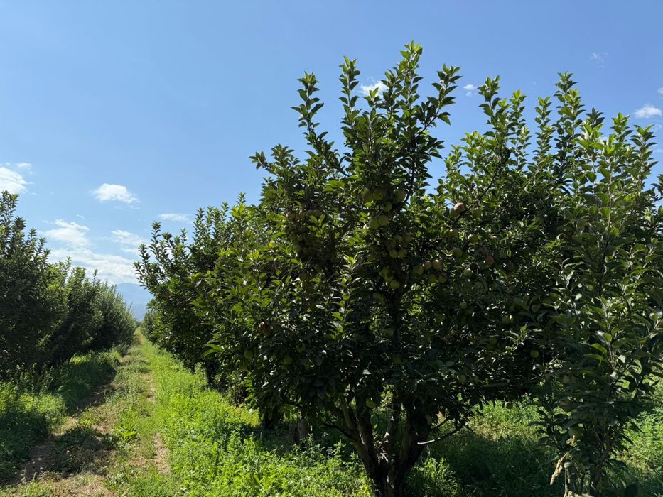 Продам яблоневый сад