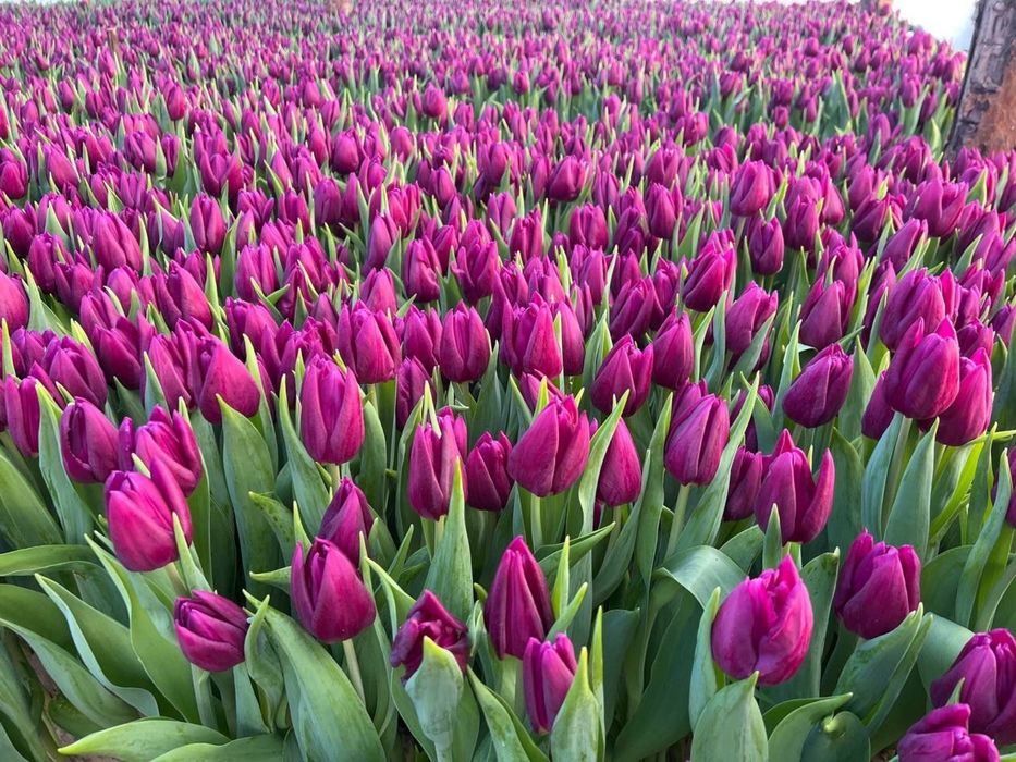 Белорусский тюльпан оптом