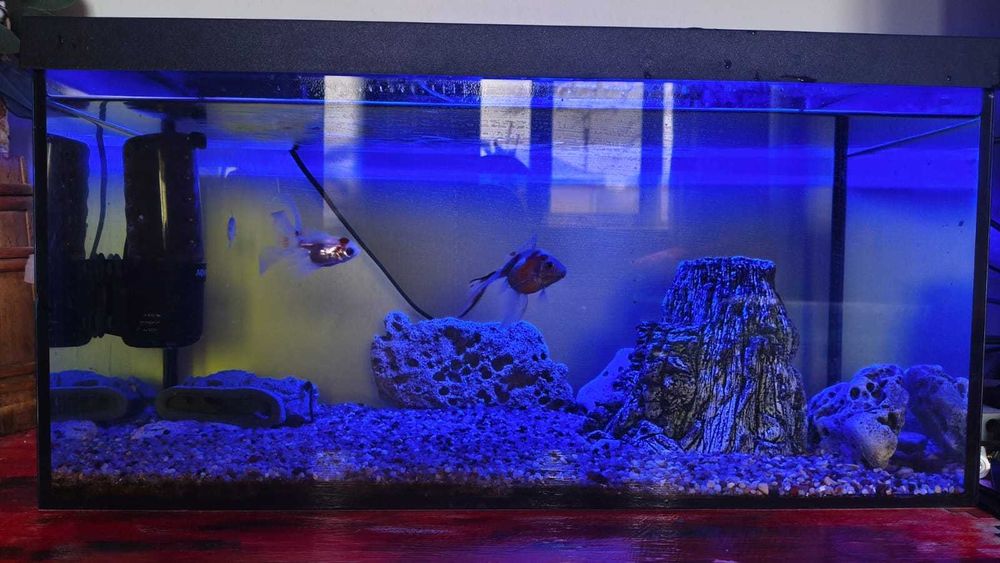 Vând acvariu utilat plus pești