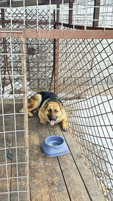 Ищем подругу для вязки.