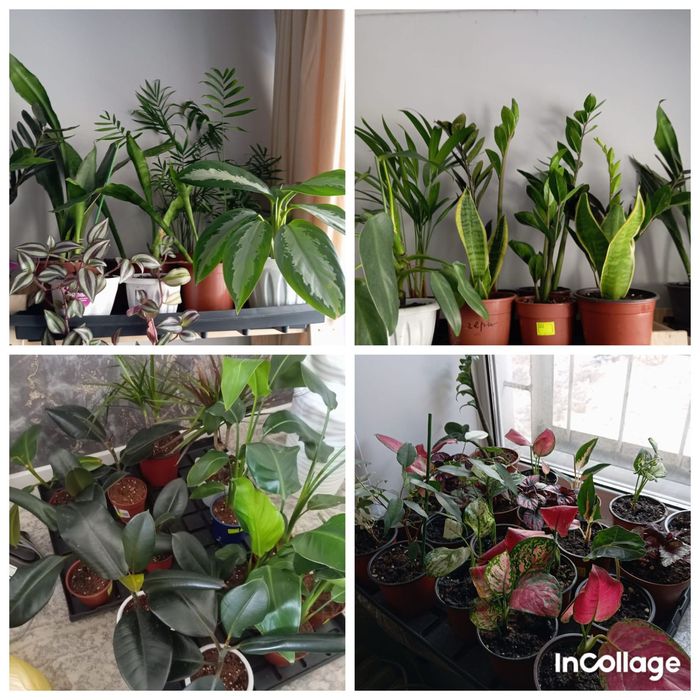 Комнатные растения