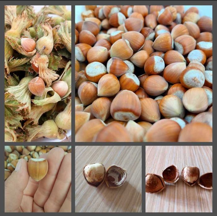 Продава се Земеделски имот в с. Драчево, Област Бургас -  кв.м за 2408 €/дка - Снимка #10