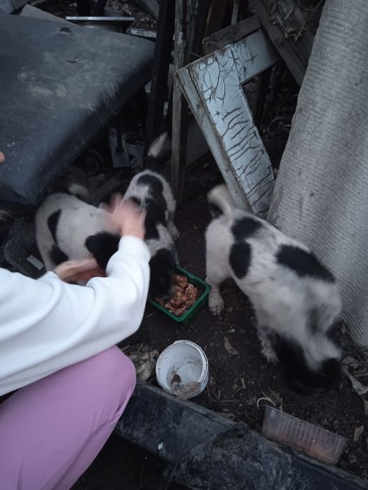 Спасаем от отлова